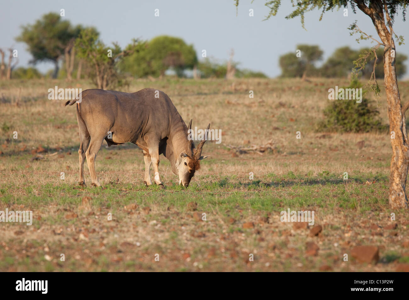Eland (Tauro Oryx). Mashatu Wildreservat. Stockfoto