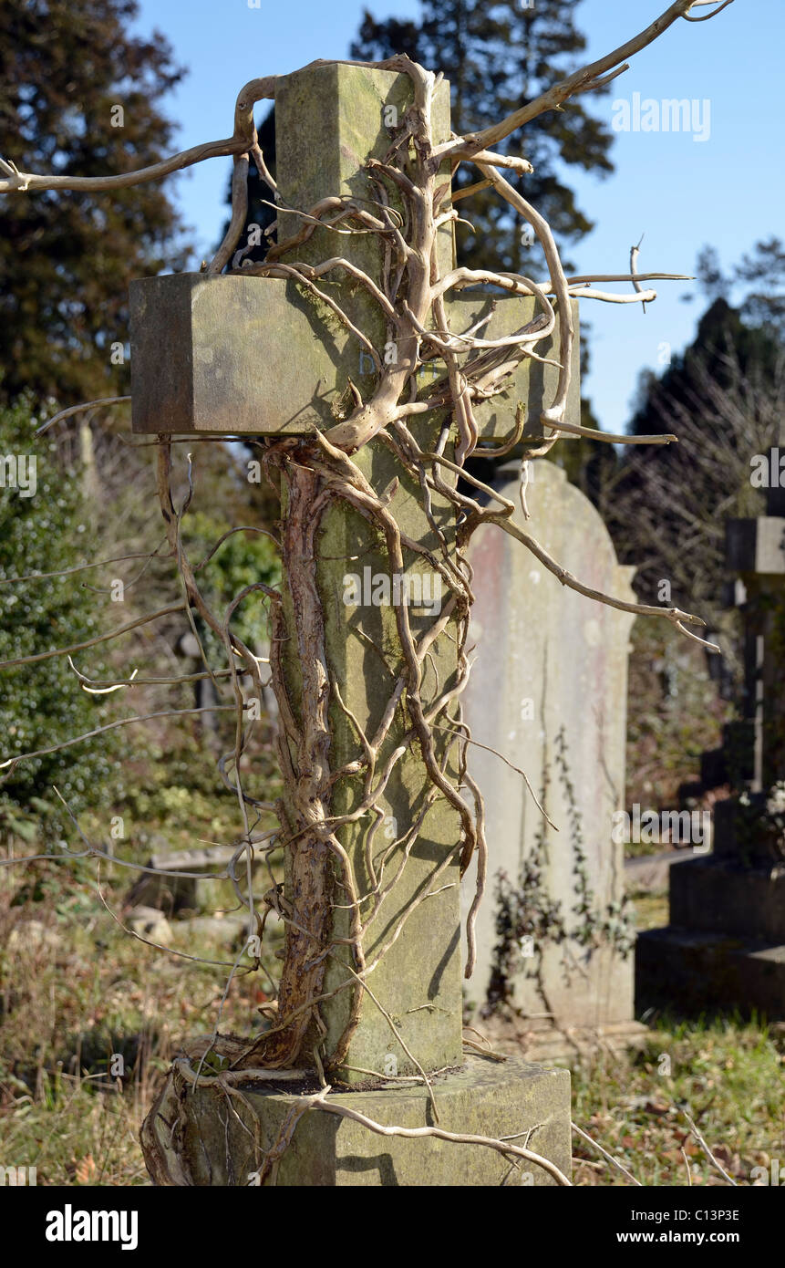 Kopf Stein Kreuz in verdrehten Schlingpflanze Zweigen bedeckt Stockfoto