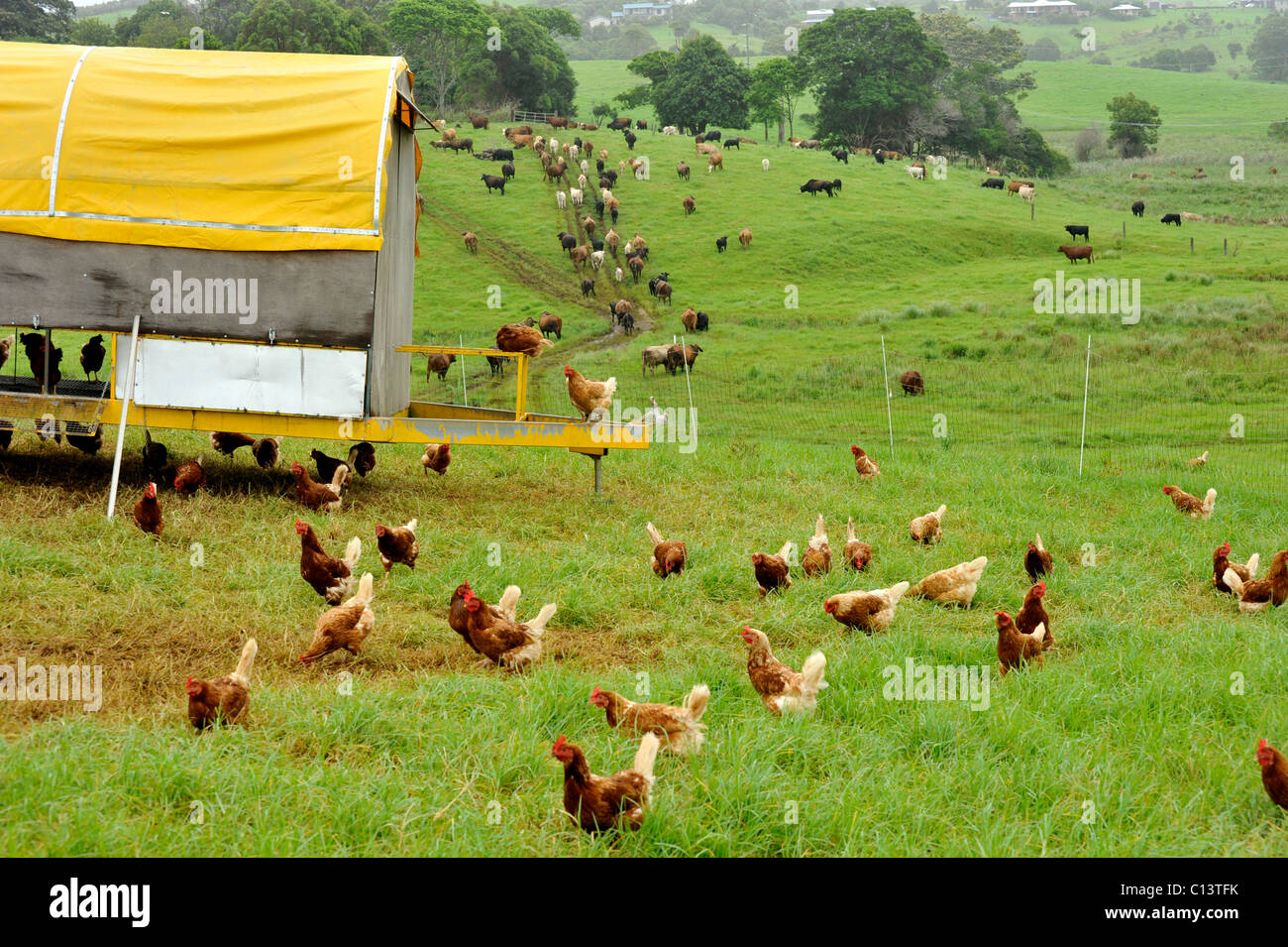 Freilandhuhn- und Rinderfarm in NSW, Australien Stockfoto