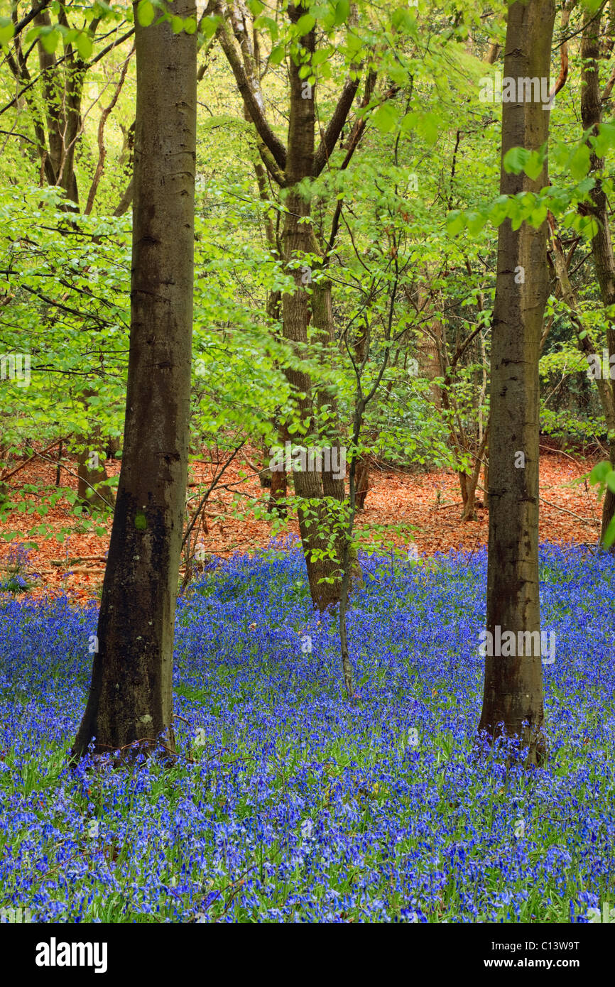 Mai Bluebell wood mit nativen Bluebells Buche in der waldreichen Landschaft im Frühjahr Saison. West Stoke, Chichester, West Sussex, England, Großbritannien, Großbritannien Stockfoto