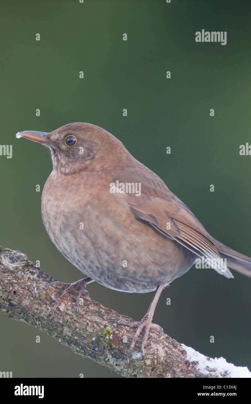 Eine Nahaufnahme der Vogel Porträt eine weibliche Amsel (Turdus Merula) in einem uk-Garten Stockfoto