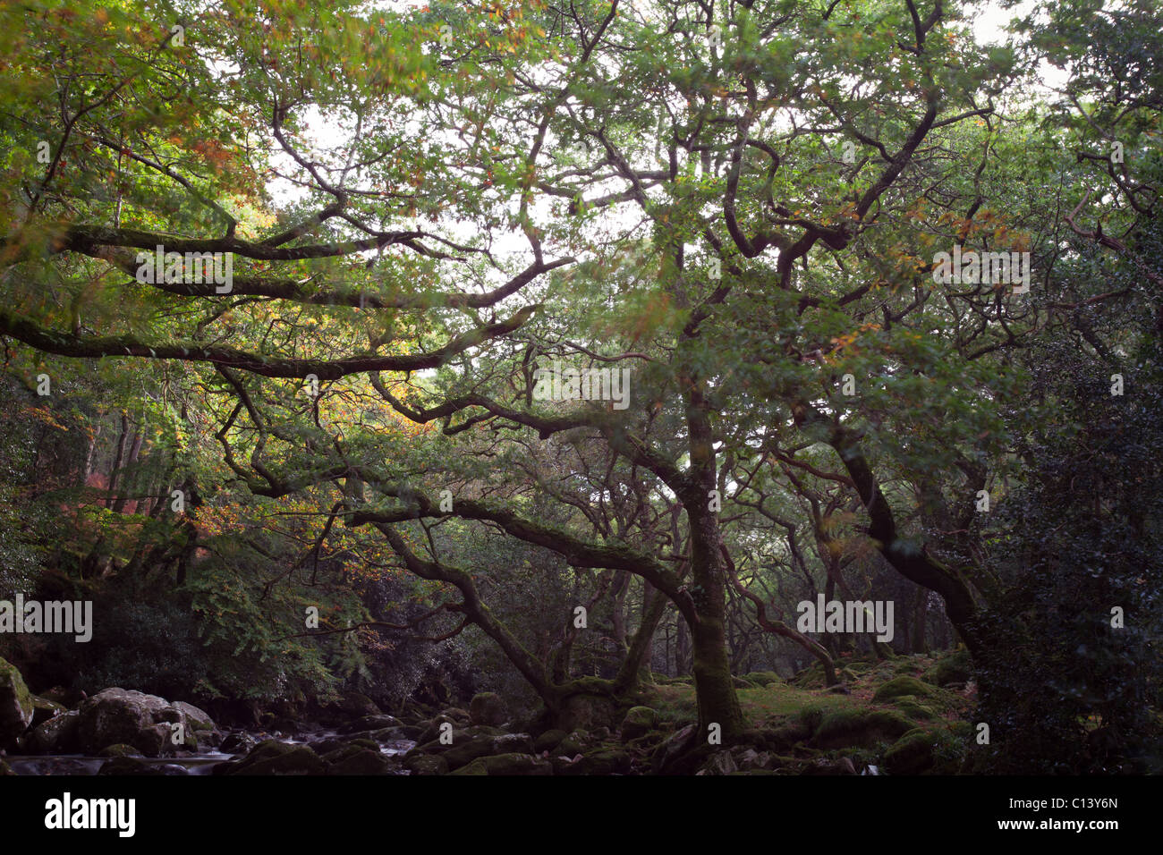 Wald-Szene Stockfoto