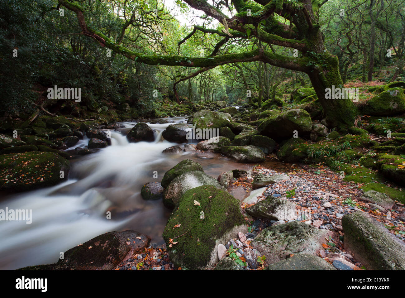 Fluss fließt durch einen felsigen grünen Wald auf Dartmoor Stockfoto