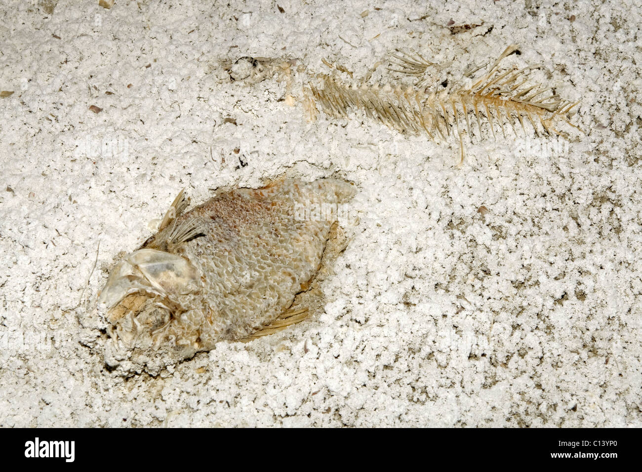 Fisch-Skelette im Sediment des Salton Meeres, California. Stockfoto