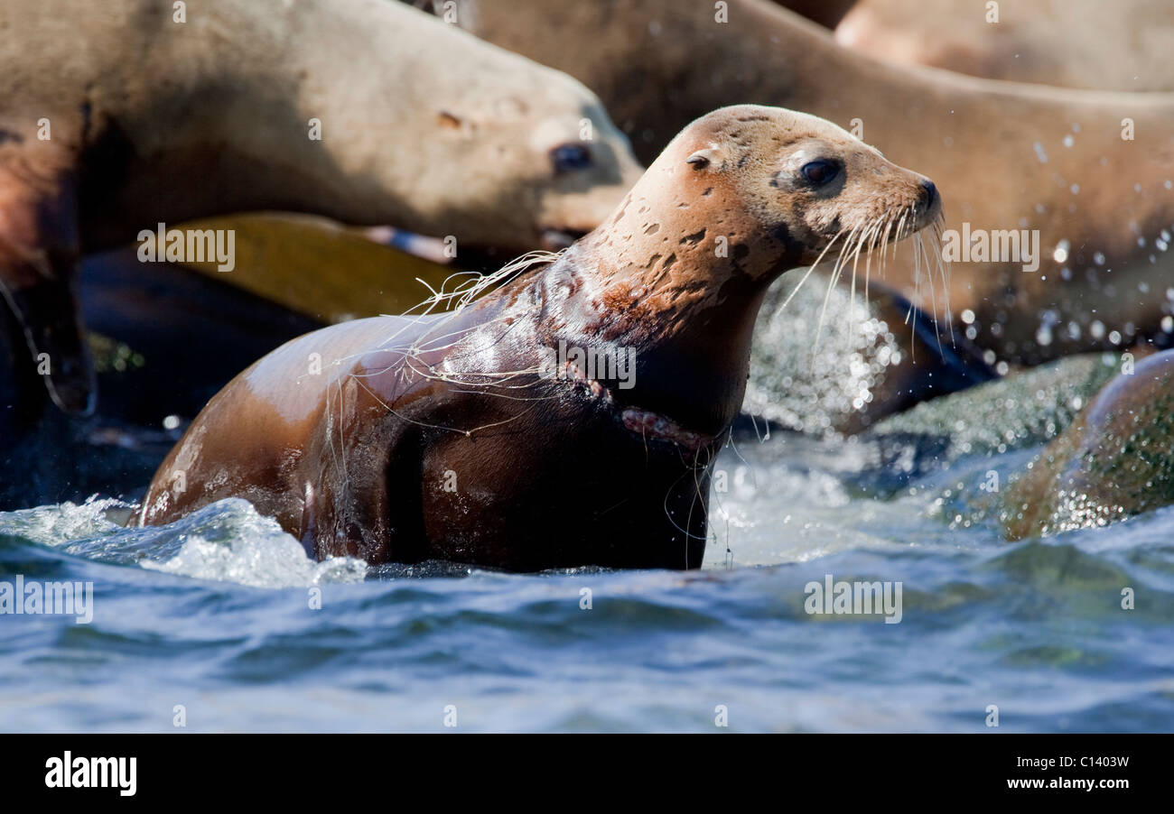 Eine junge kalifornische Seelöwe (Zalophus Californianus) von einem Netz um den Hals im Kino Bay, Mexiko verstrickt. Stockfoto