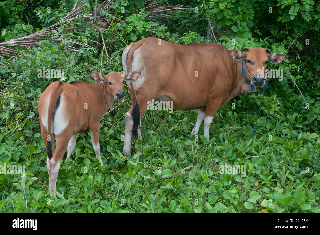Balinesische Kuh und Kalb Stockfoto