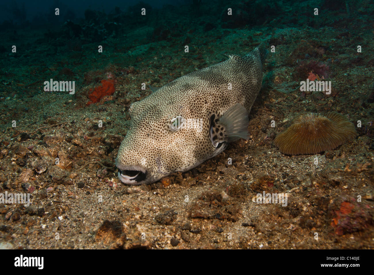 Sterne-Kugelfisch (Arothron Stellatus), Lembeh Strait, Nord-Sulawesi, Indonesien Stockfoto