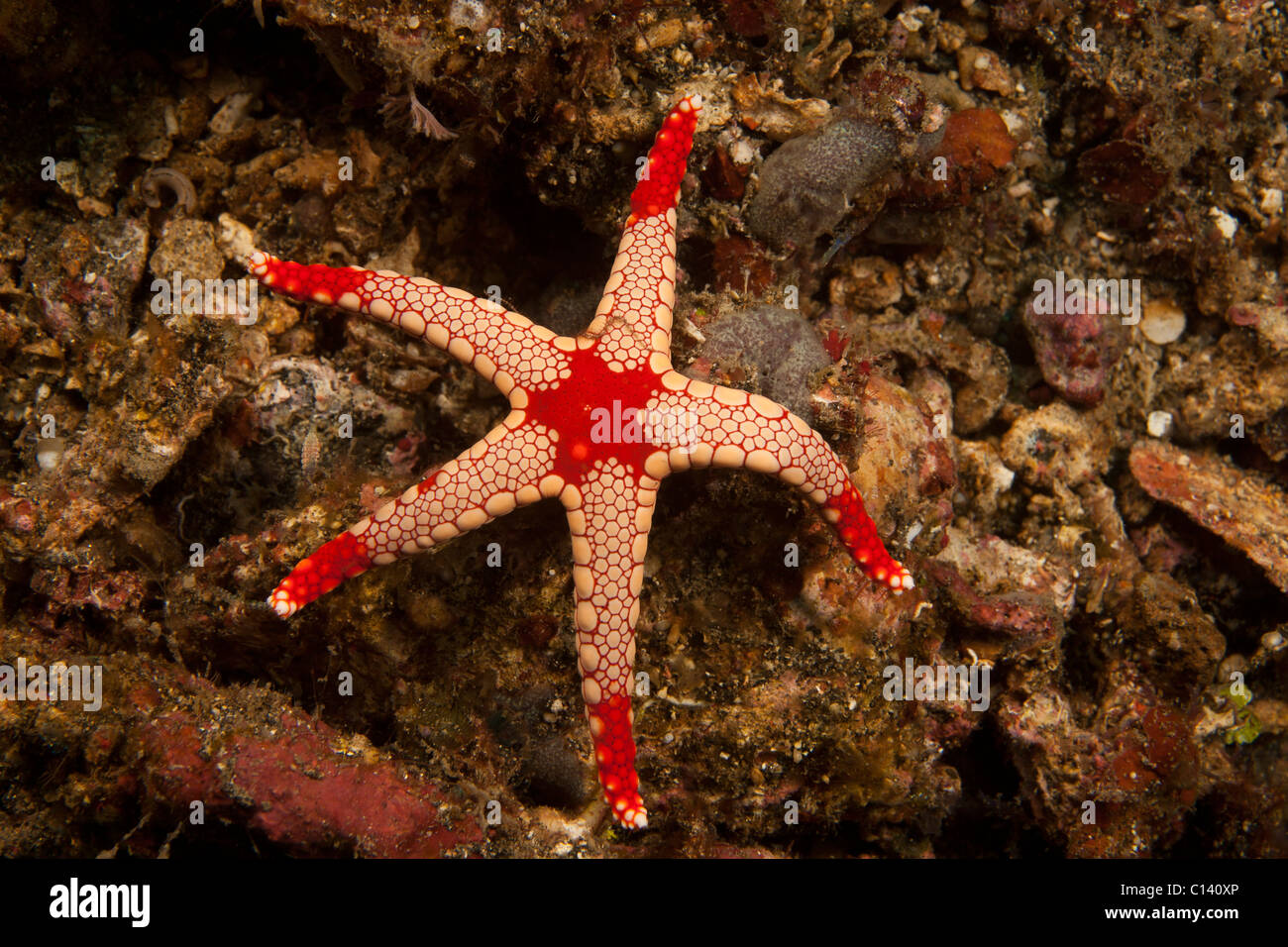 Seestern (Fromia Monilis) an einem tropischen Korallenriff in der Lembeh-Strait in Nord-Sulawesi, Indonesien. Stockfoto