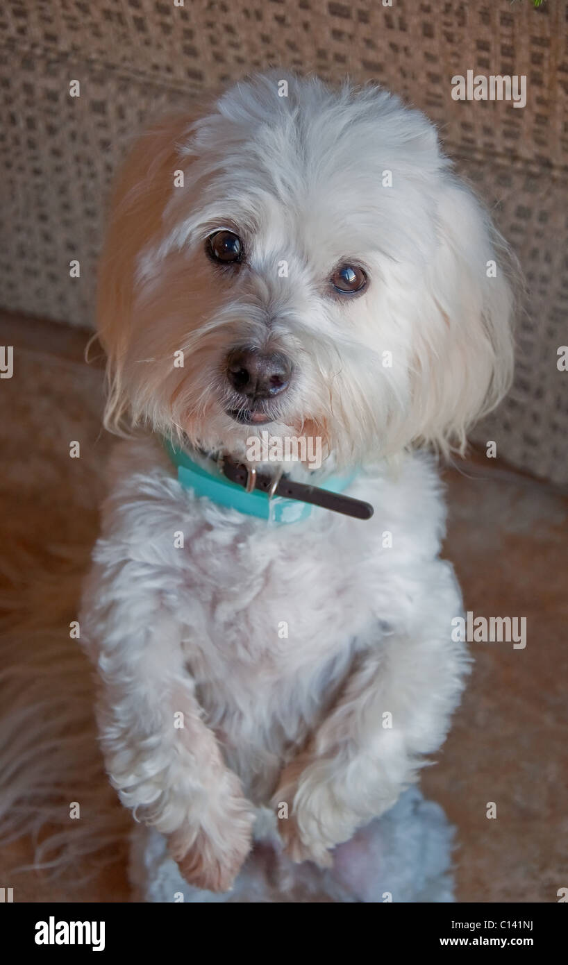 Diese vertikale Bild zeigt einen weißen Coton de Tulear Hund aufstehen auf seine Hinterbeine, betteln rechts in die Kamera. Stockfoto