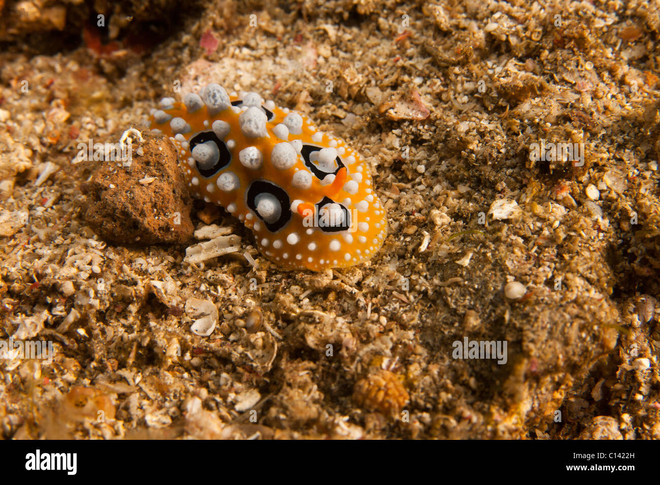 Nacktschnecke (Phyllidia Ocellata) an einem tropischen Korallenriff in der Lembeh-Strait in Nord-Sulawesi, Indonesien. Stockfoto