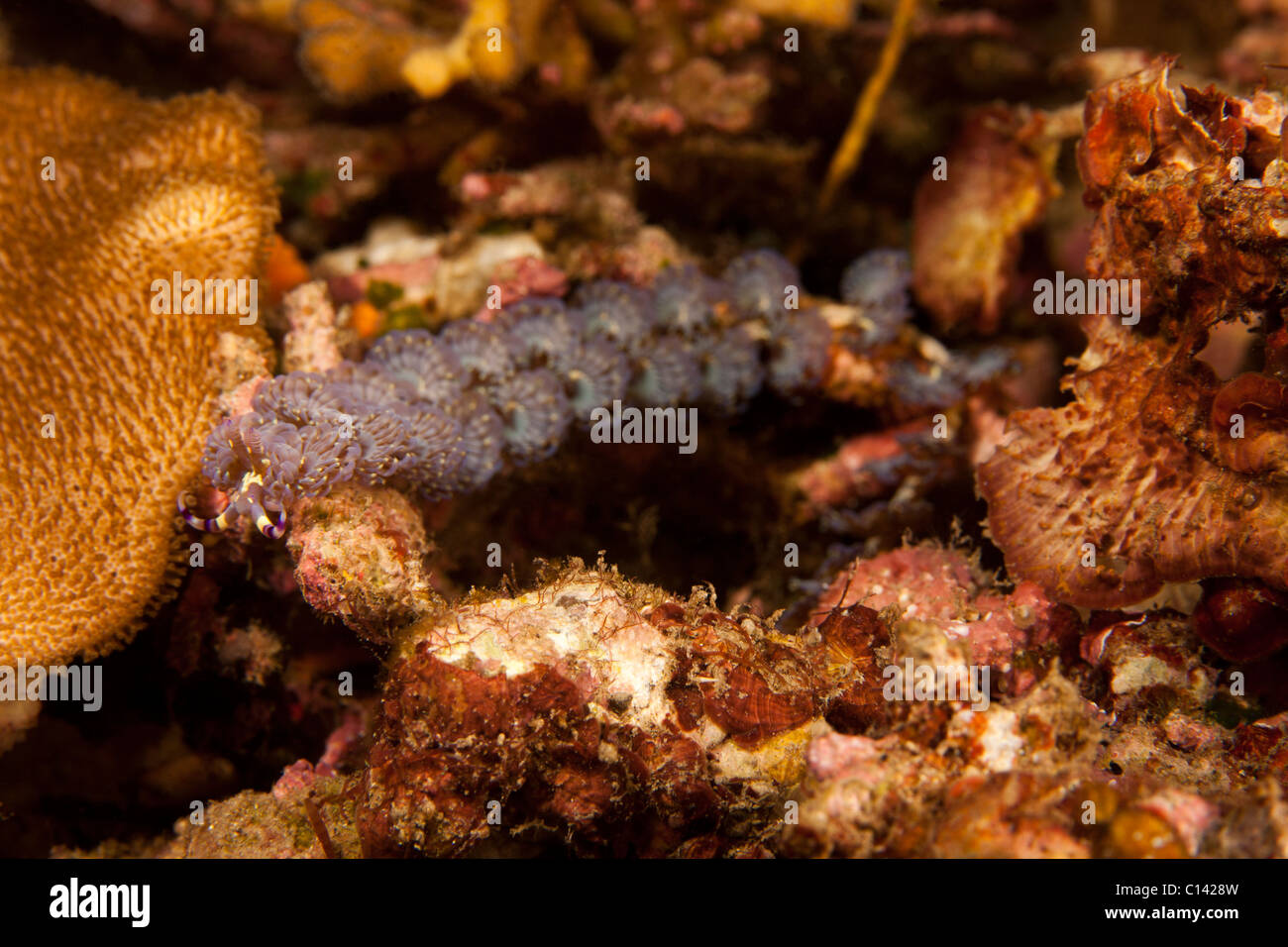 Blue Dragon Nacktschnecke (Pteraeolidia Lanthina) an einem tropischen Korallenriff in der Lembeh-Strait in Nord-Sulawesi, Indonesien. Stockfoto