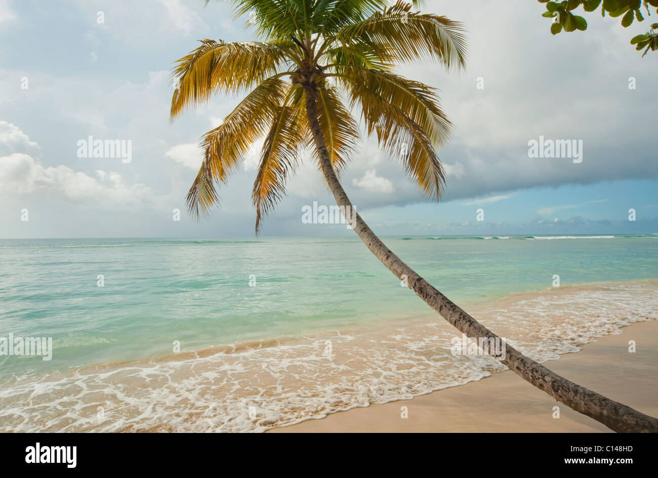 Kokospalme am tropischen Strand, Pigeon Point, Tobago, Karibik Stockfoto