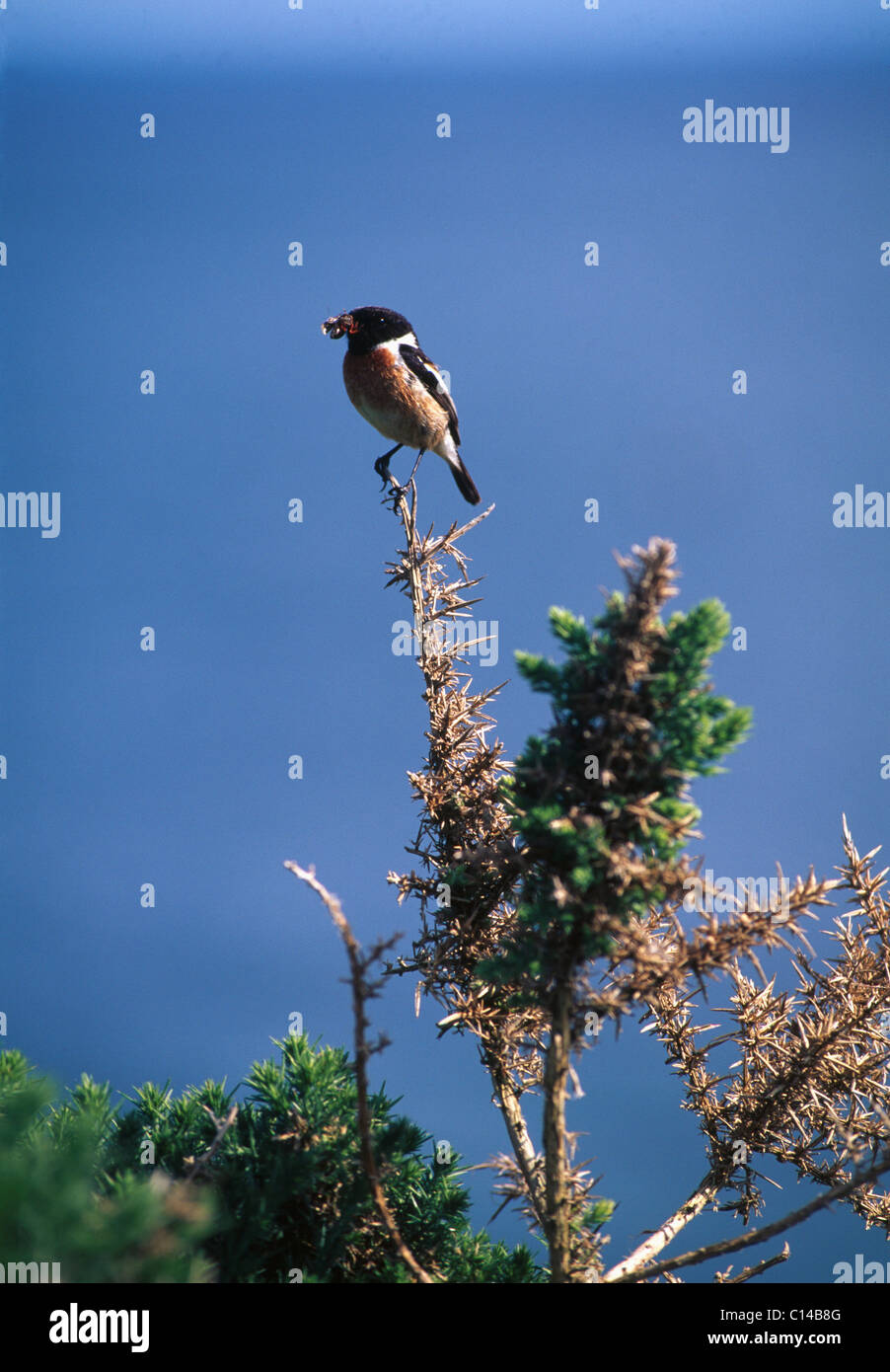 Männliche Schwarzkehlchen hockt auf Ginster Strauch mit Insekten in seinem Schnabel Stockfoto