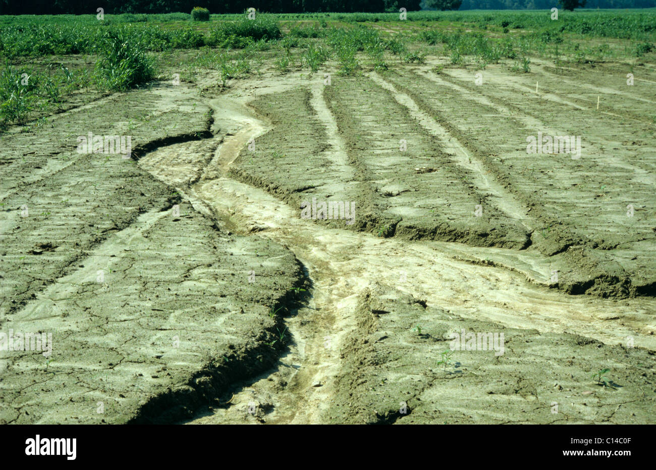 Erosion-Schlucht oder Rill schneiden im Bereich Boden nach starken Regenfällen Stockfoto