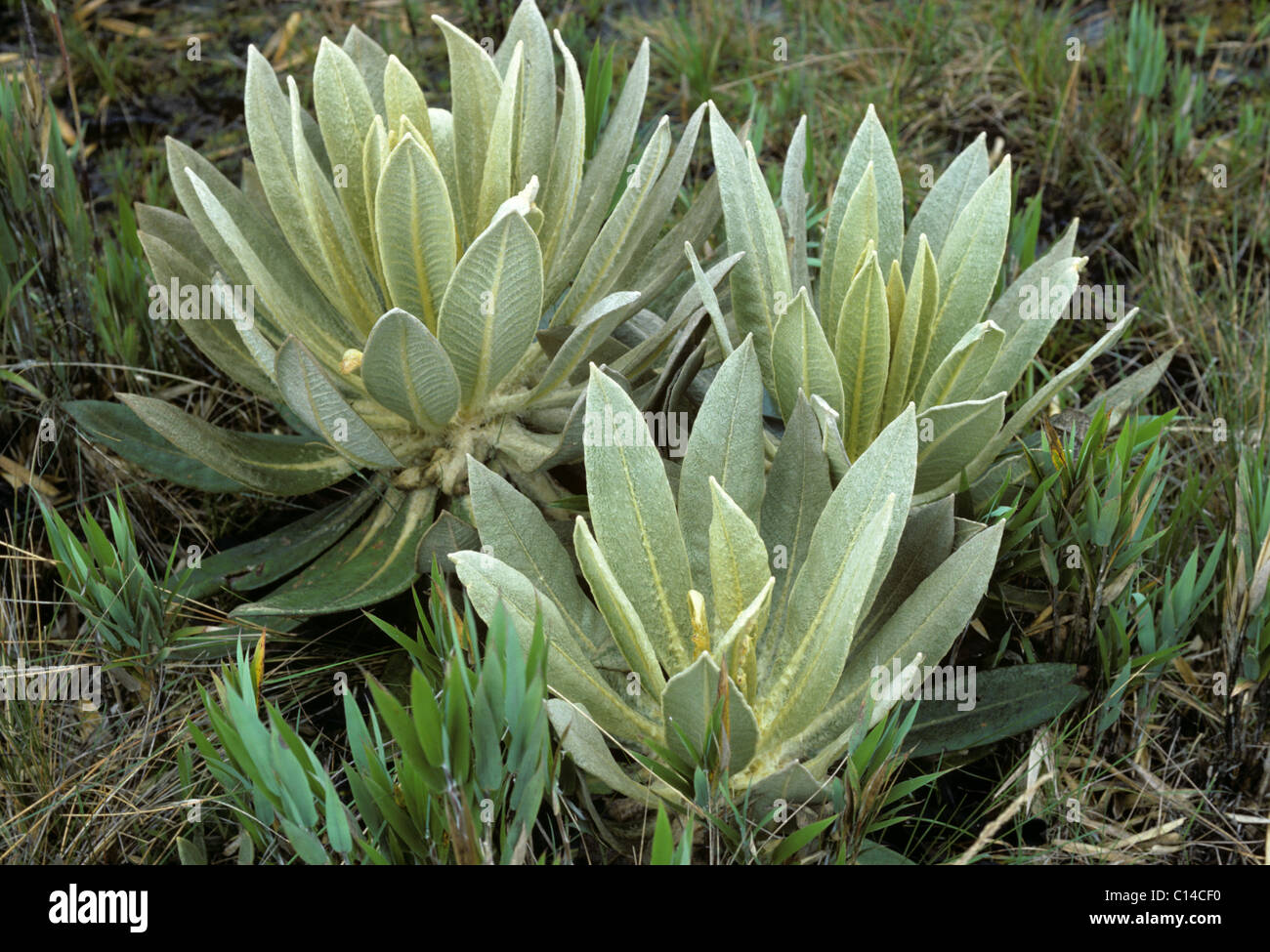 Frailejon (ganze Schultzii) Pflanzen auf 4800 Metern in den Anden, Kolumbien Stockfoto