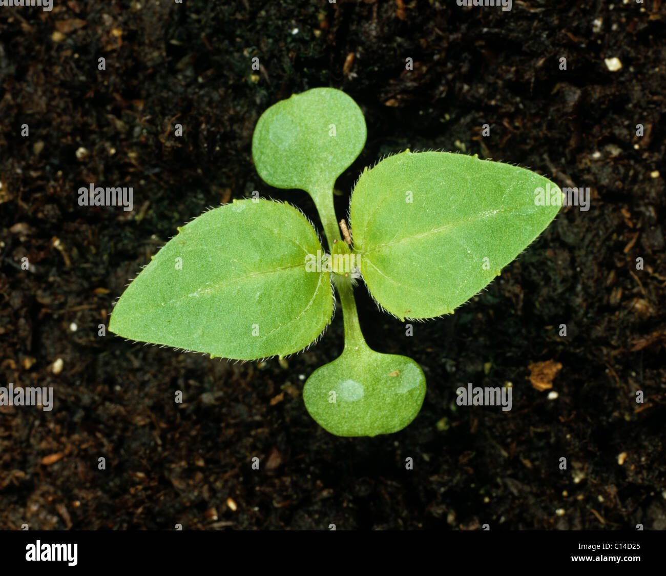Gallant Soldier (Galinsoga Parviflora) Sämling Keimblätter & ersten Laubblätter Stockfoto