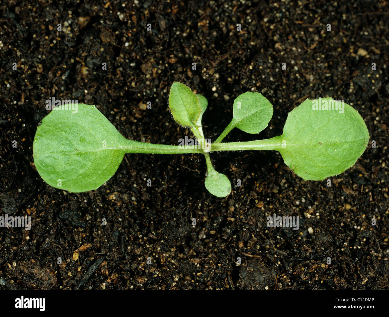 Nipplewort (Lapsana Communis) Sämling plant dritte und vierte Laubblätter bilden Stockfoto