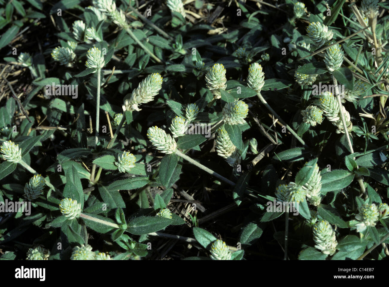 Eine giftige Unkraut Pflanze Gomphrena Celosioides in Thailand Blume Stockfoto