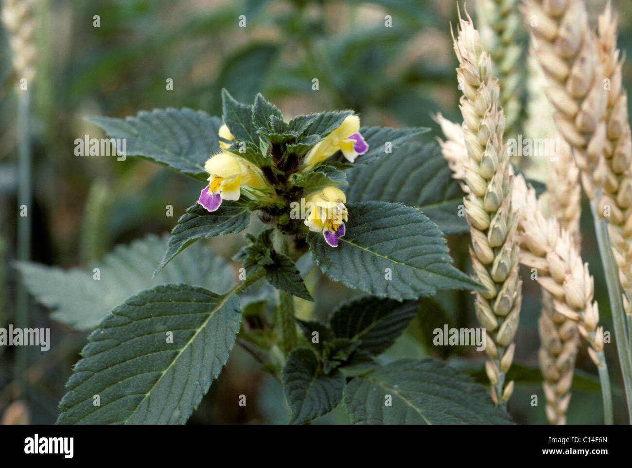 Großen blühenden Hanf Brennnessel (Galeopsis Speciosa) Blütenstand in Weizen-Getreide Stockfoto