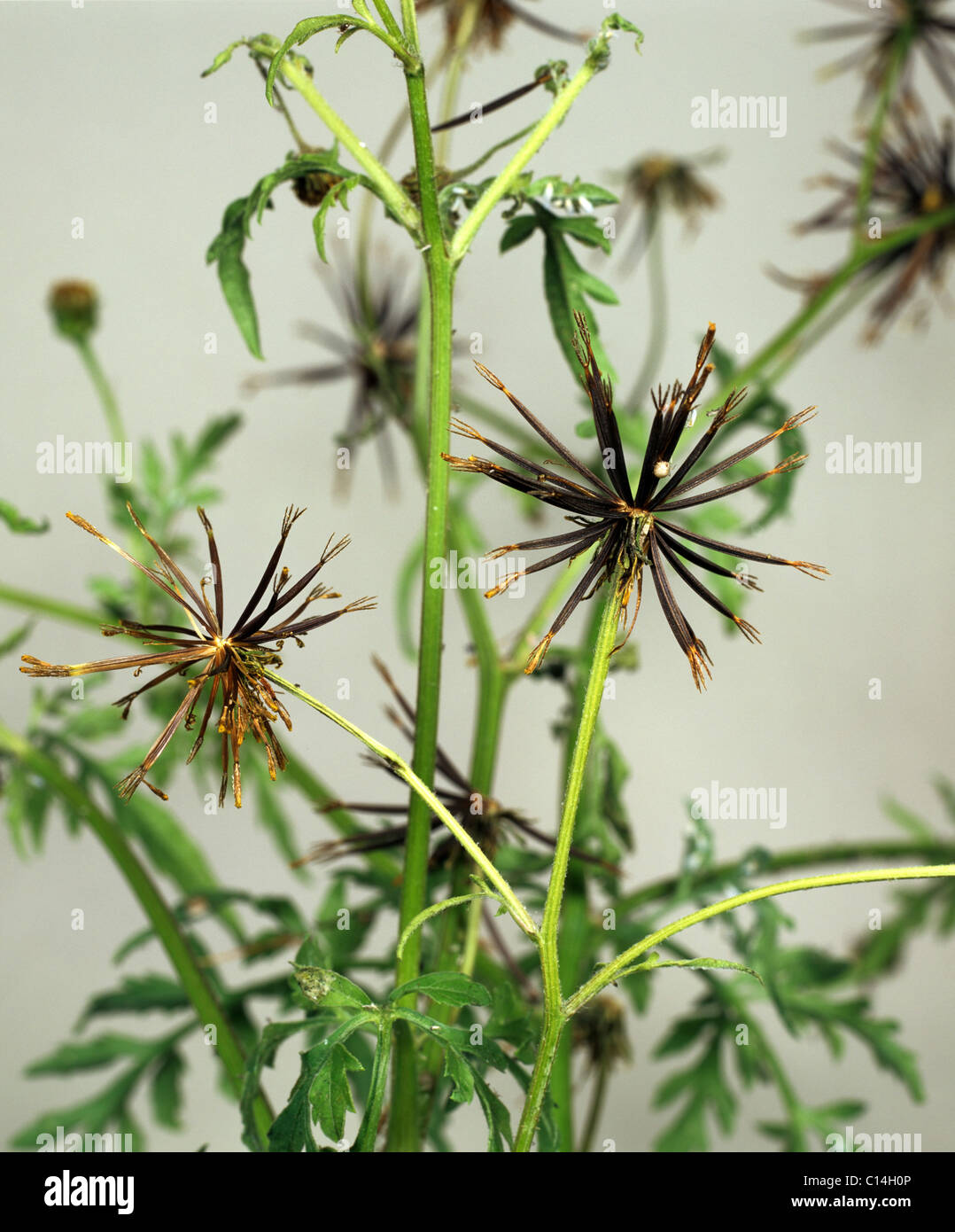 Spanisch-Nadeln (Bidens Bipinnata) Aussaat Pflanze mit spikey seedheads Stockfoto