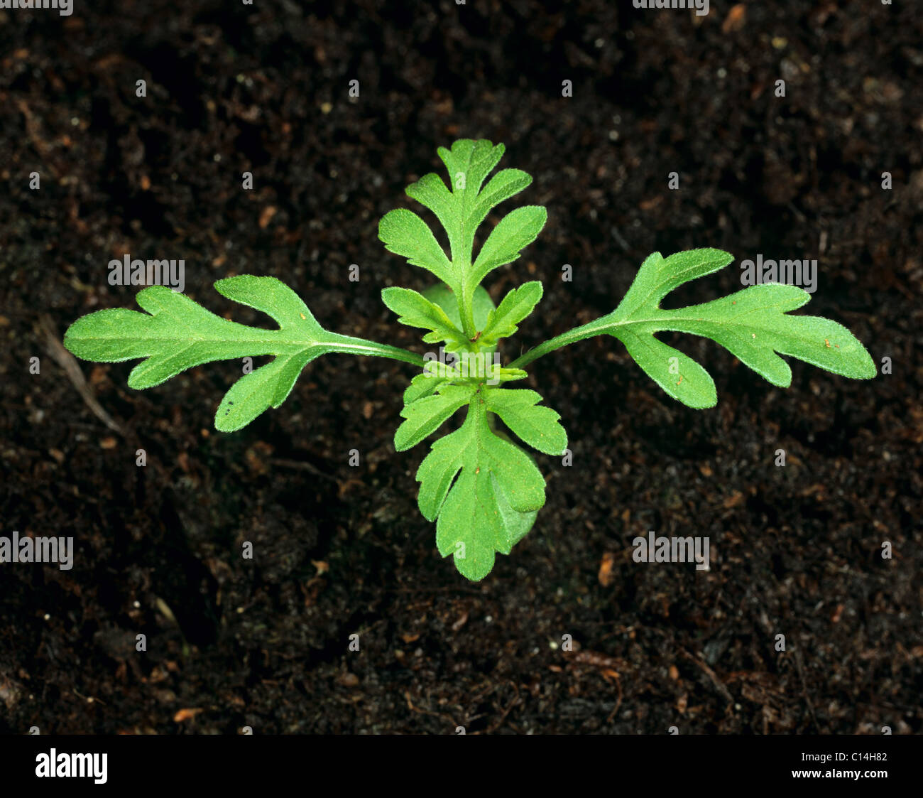 Gemeinsamen Ragweed (Ambrosia Artemesiifolia) Sämling mit vier Blätter wahr Stockfoto