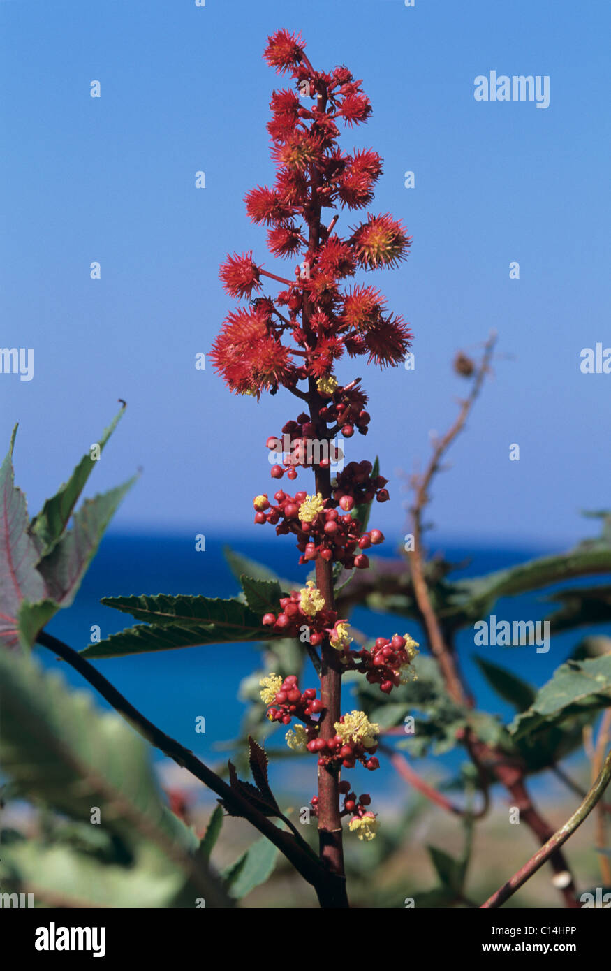 Rizinusöl Pflanze (Ricinus Communis) rote Samenkapseln und Blumen Stockfoto