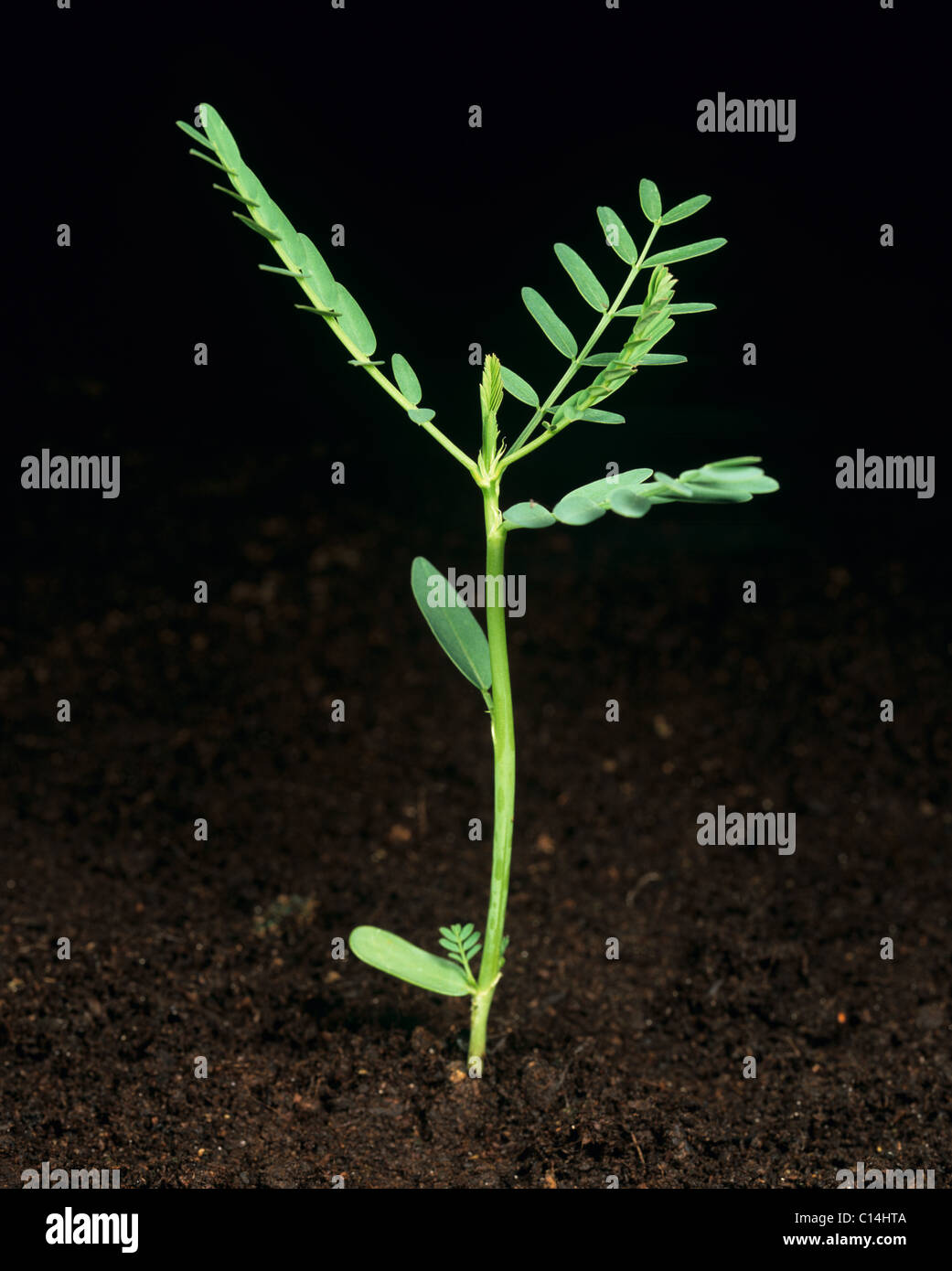 Sesbania (Sesbania Exaltata) junge Hanfpflanze Stockfoto
