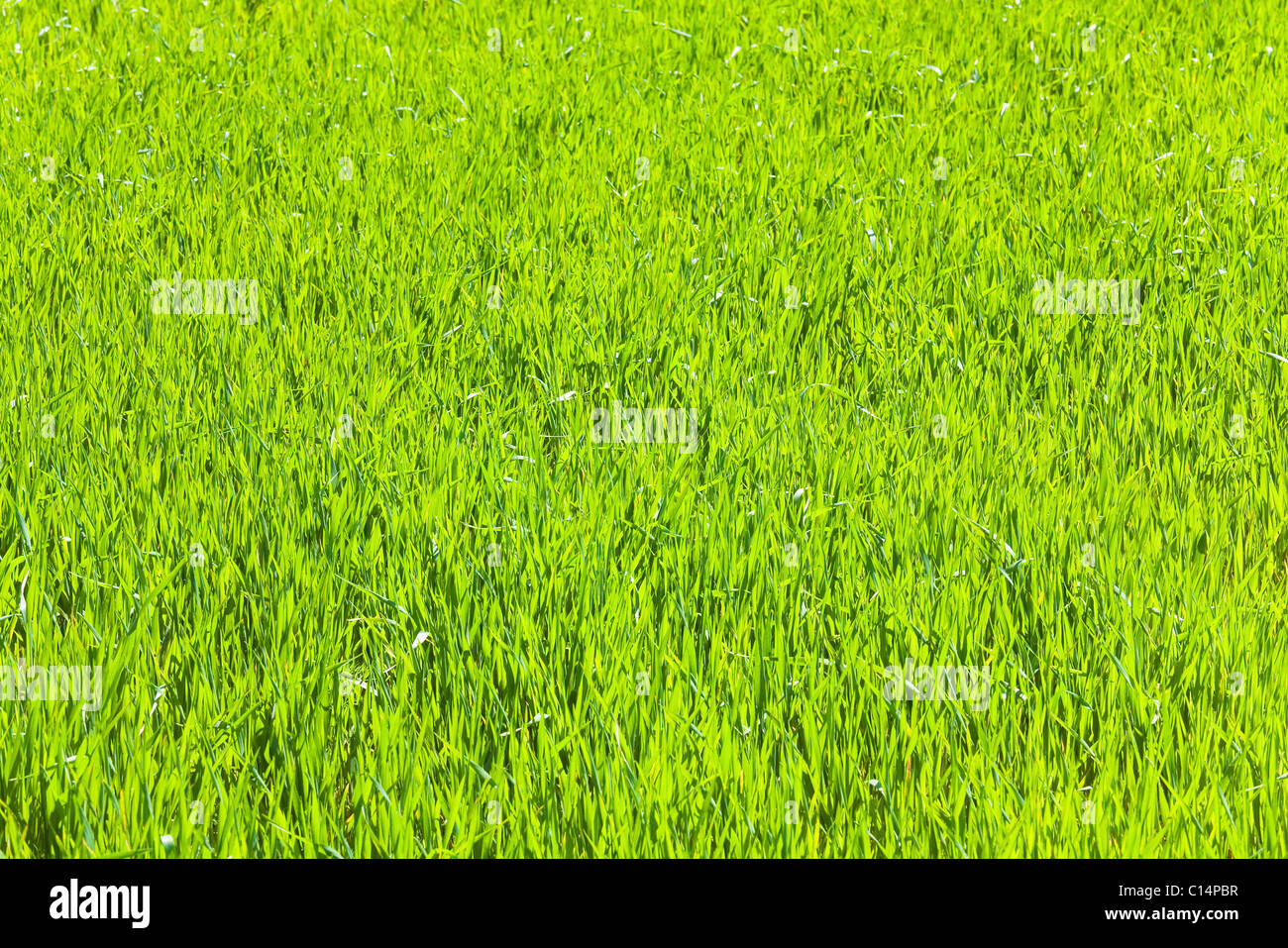 Schönen Frühling grünen Rasen (Natur Hintergrund). Stockfoto