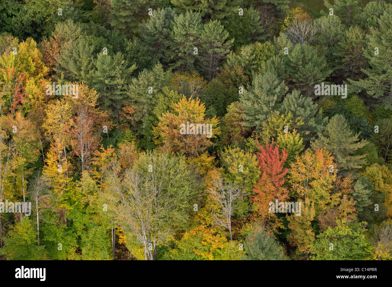 HERBST-LAUB-WALD LUFTBILD BALLON WOODSTOCK VERMONT USA Stockfoto