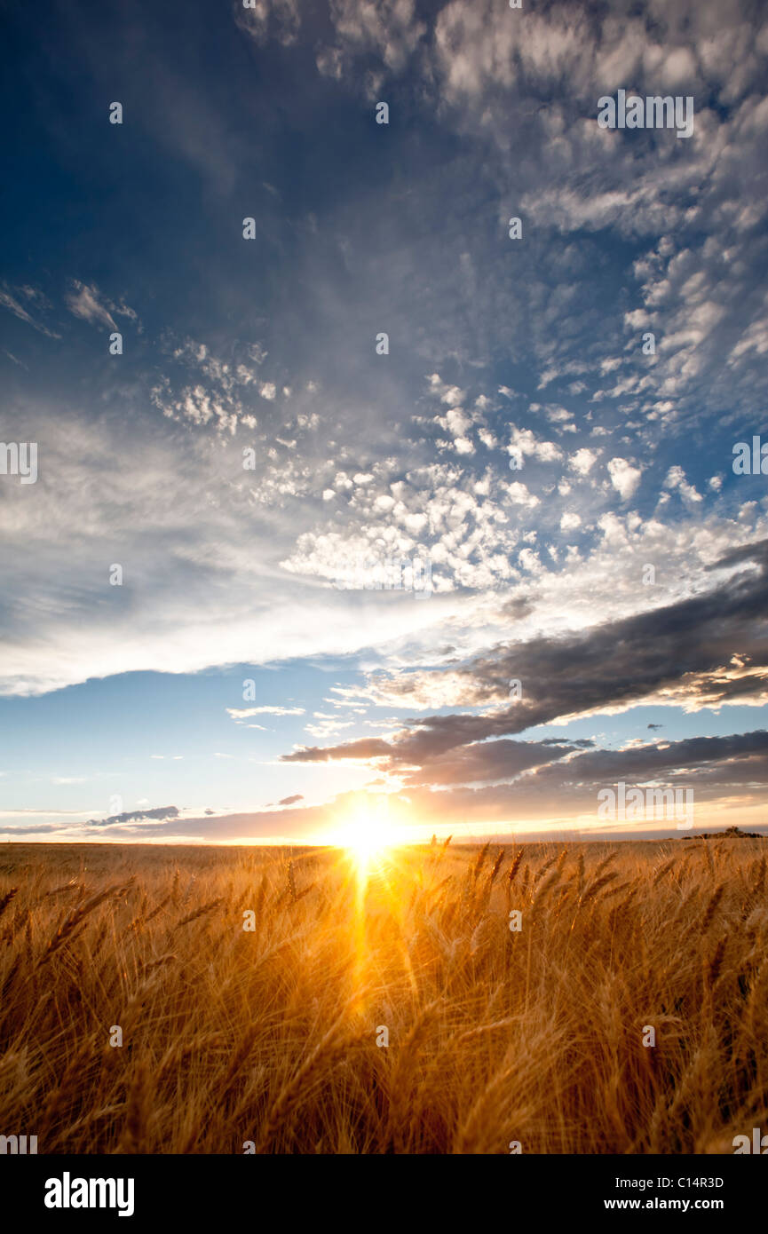 Sonne über einem Weizenfeld mit blauen Himmel und Wolken. La Junta, Colorado, Vereinigte Staaten von Amerika. Stockfoto