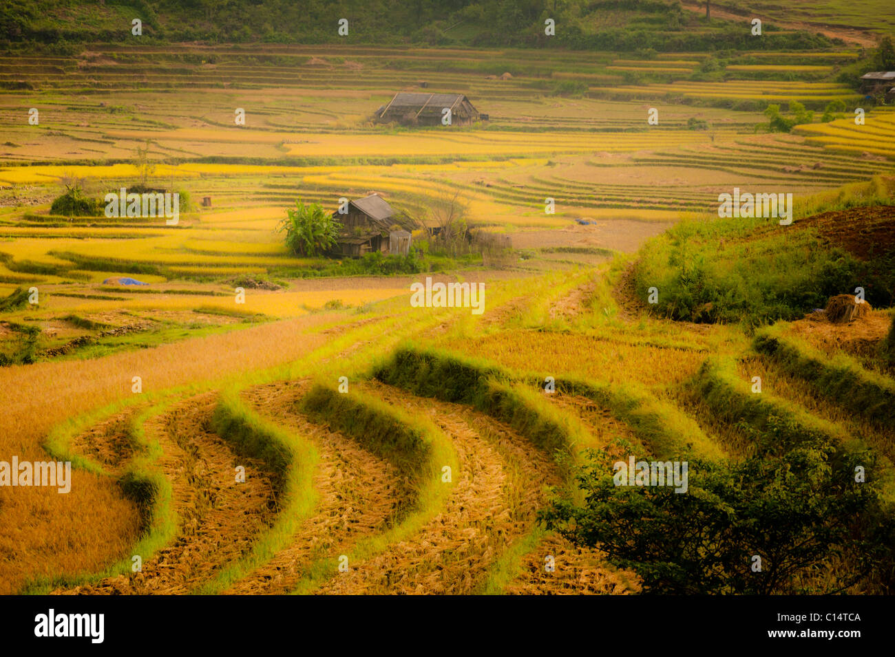 Kleine Hütte in Reisfeldern.  Sapa, Vietnam. Stockfoto