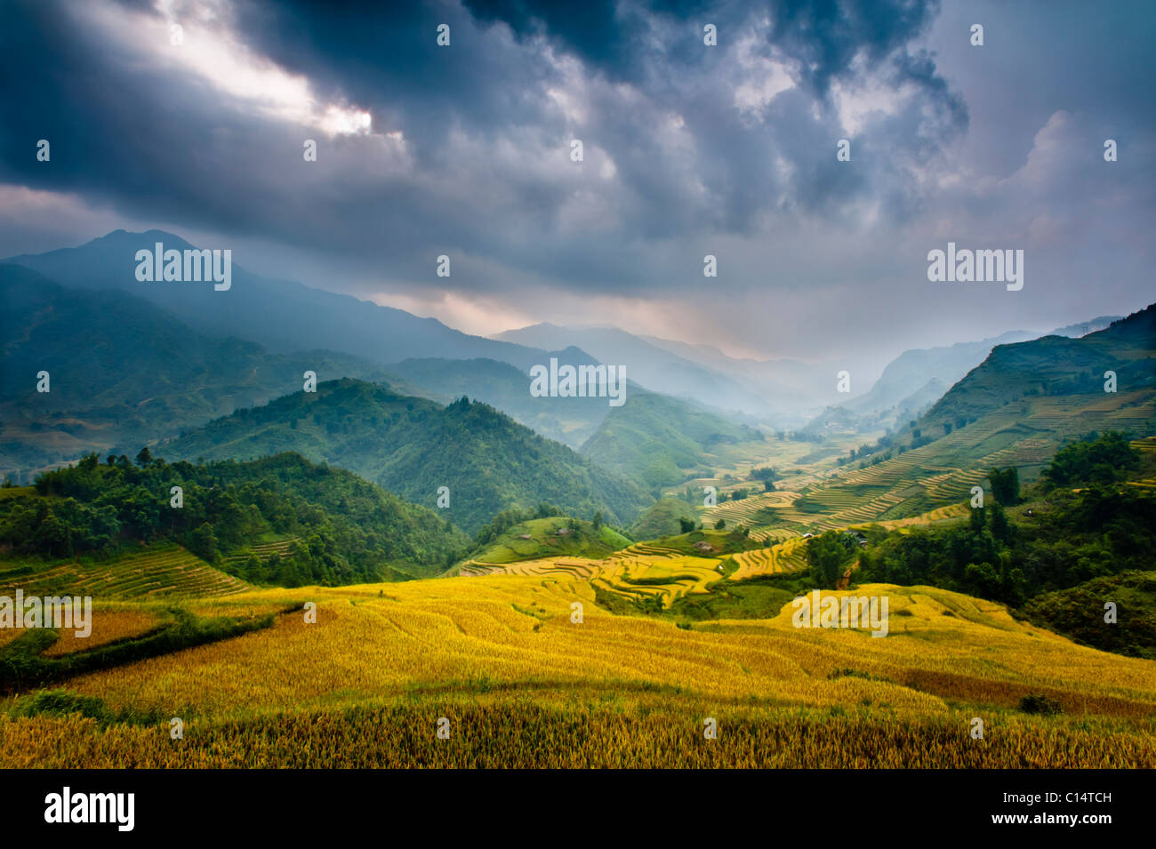 Reisfelder und Berge im Nebel und Wolken.  Sapa, Vietnam, Asien. Stockfoto