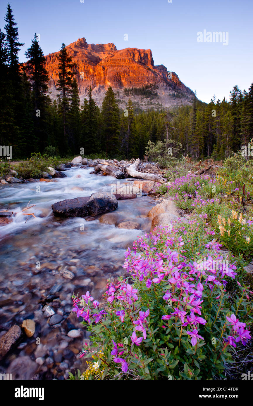 Rosa Blüten, Fluss, Bäume und Berge.  Banff Nationalpark, Alberta, Kanada. Stockfoto