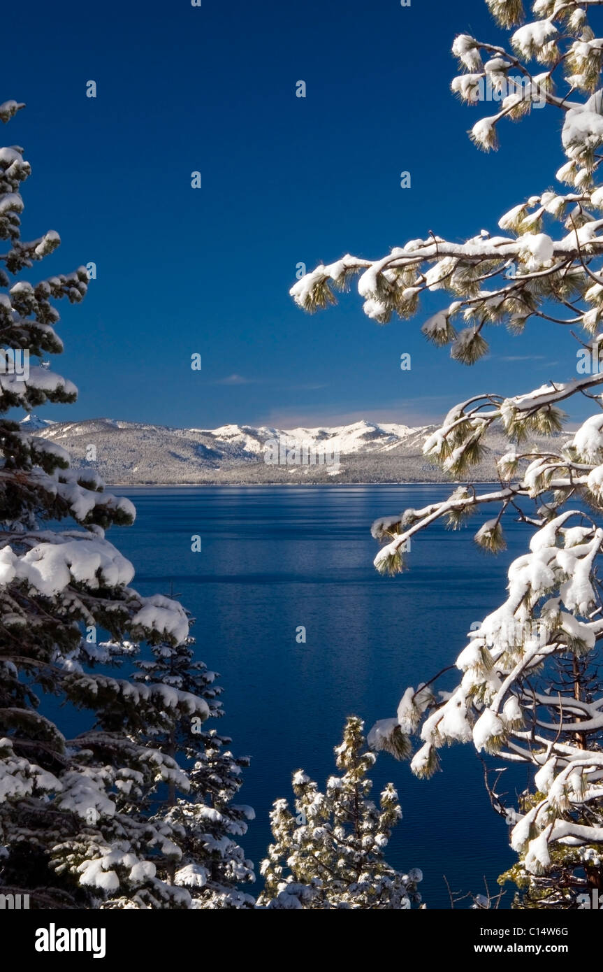 Äste mit frischem Schnee Frame Lake Tahoe an einem strahlend blauen Himmel Tag, Nevada. Stockfoto