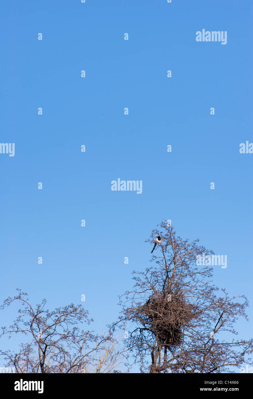 Elster (Pica Pica) mit Birdnest, Schweden Stockfoto
