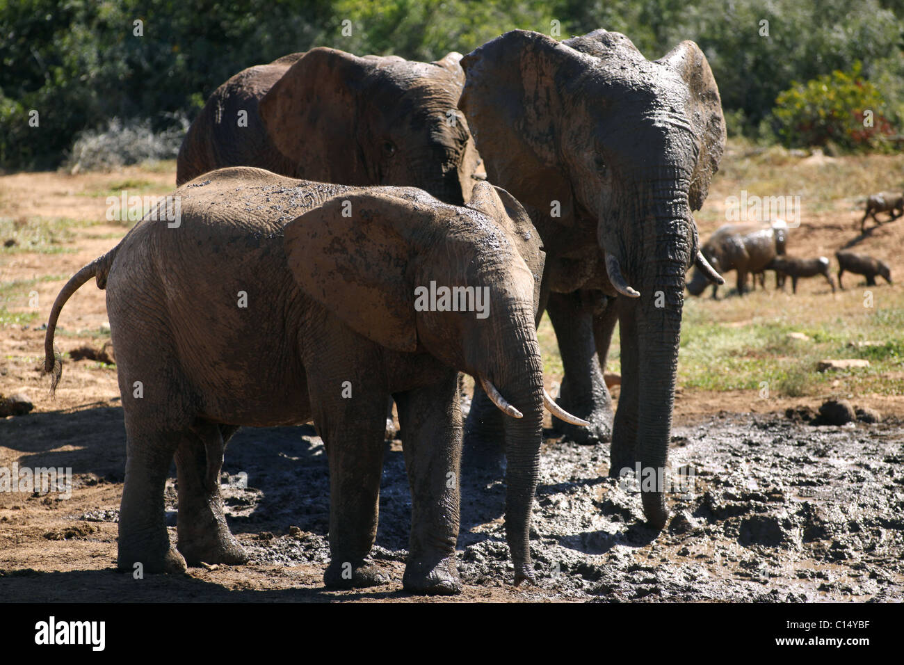 Afrikanische Elefanten im Schlamm ADDO ELEPHANT NATIONAL PARK in Südafrika 29. Januar 2011 Stockfoto