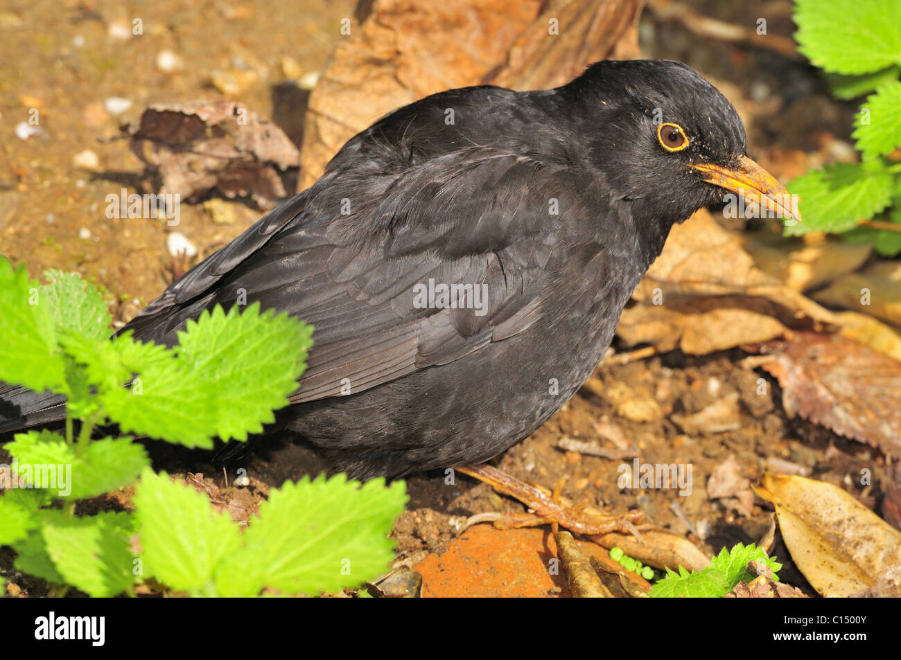 Blackbird Stockfoto