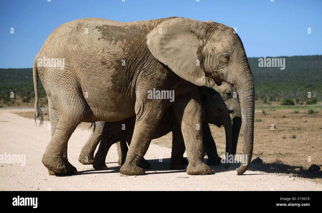 Braun afrikanische Elefanten ADDO ELEPHANT NATIONAL PARK-Südafrika 29. Januar 2011 Stockfoto