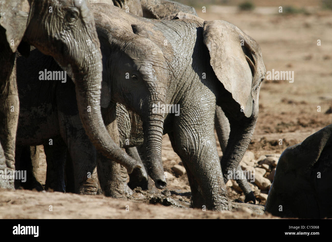 Jung grau afrikanischen Elefanten ADDO ELEPHANT NATIONAL PARK-Südafrika 29. Januar 2011 Stockfoto