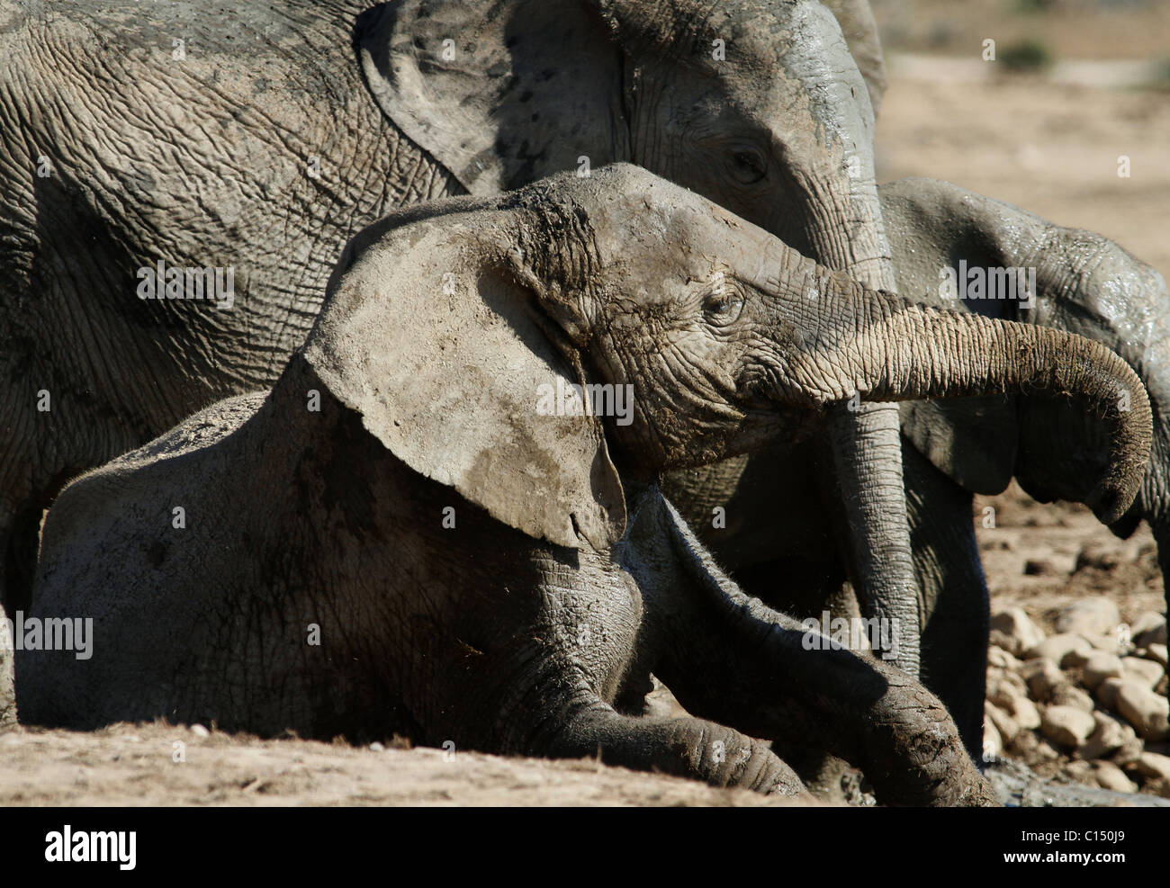 GREY afrikanischen Elefanten ADDO ELEPHANT NATIONAL PARK-Südafrika 29. Januar 2011 Stockfoto