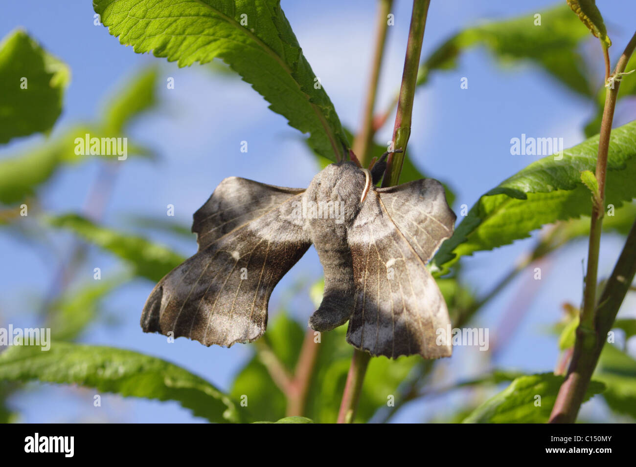 Pappel Hawk Moth (Laothoe Populi) ruhen, Sommer, Yorkshire, UK Stockfoto