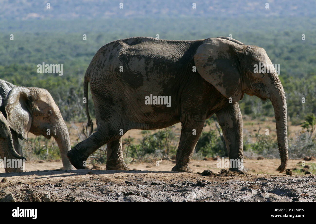 GREY & Braun afrikanische Elefanten ADDO ELEPHANT NATIONAL PARK-Südafrika 29. Januar 2011 Stockfoto