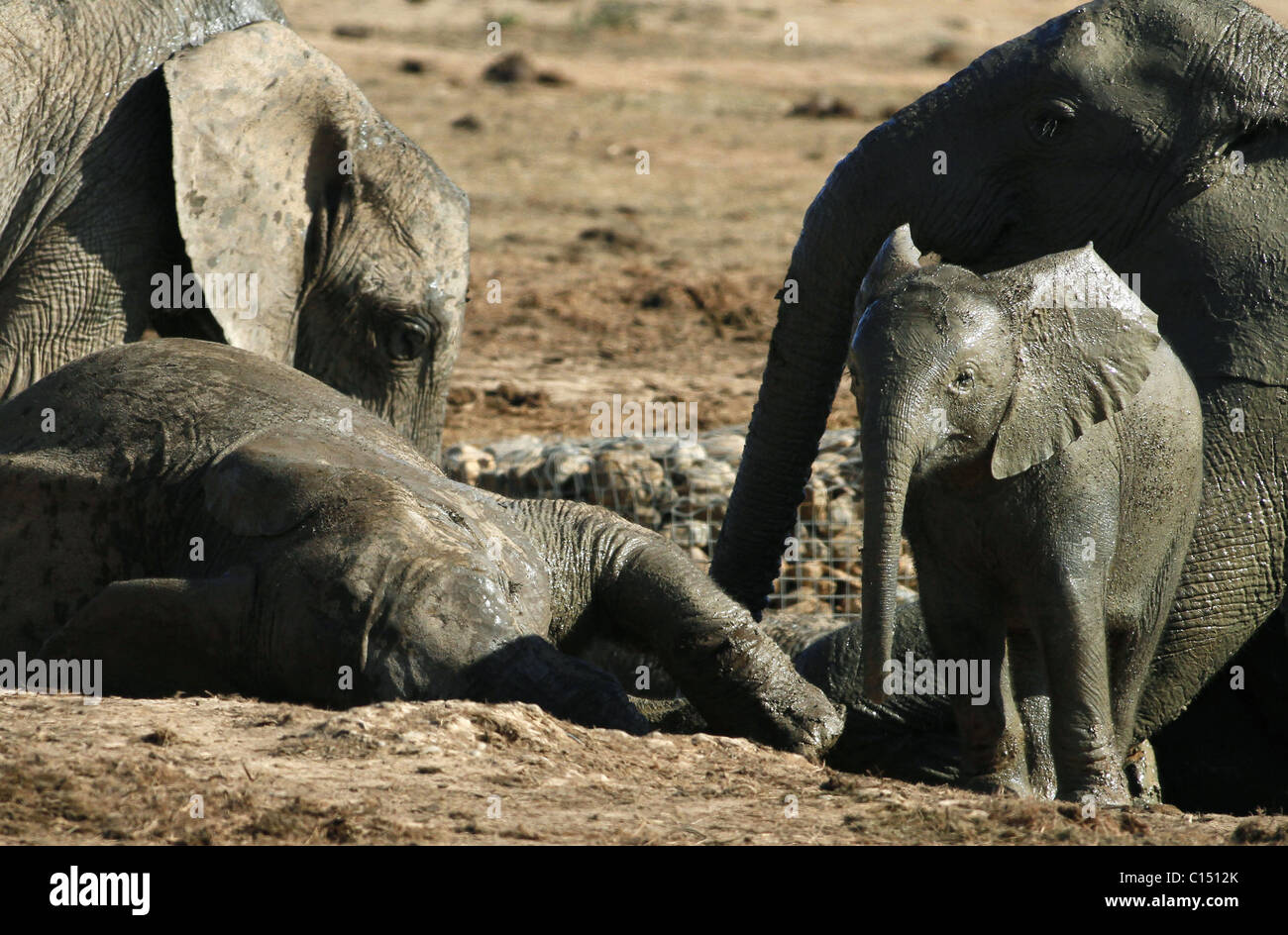 Jung grau afrikanischen Elefanten ADDO ELEPHANT NATIONAL PARK-Südafrika 29. Januar 2011 Stockfoto