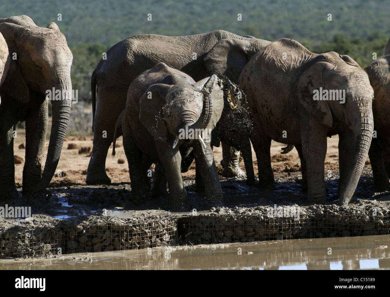 Jung grau afrikanischen Elefanten ADDO ELEPHANT NATIONAL PARK-Südafrika 29. Januar 2011 Stockfoto