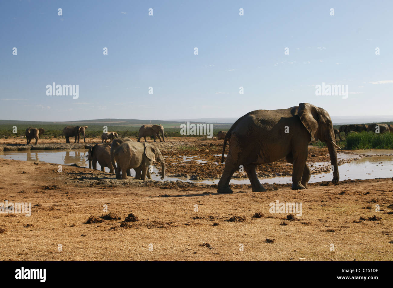Afrikanische Elefanten am Wasserloch ADDO ELEPHANT NATIONAL PARK-Südafrika 29. Januar 2011 Stockfoto