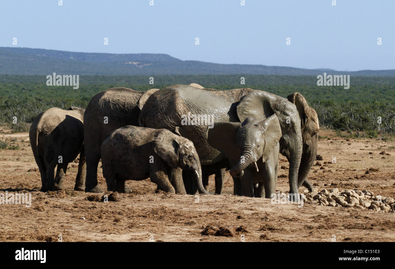 GREY afrikanischen Elefanten ADDO ELEPHANT NATIONAL PARK-Südafrika 29. Januar 2011 Stockfoto