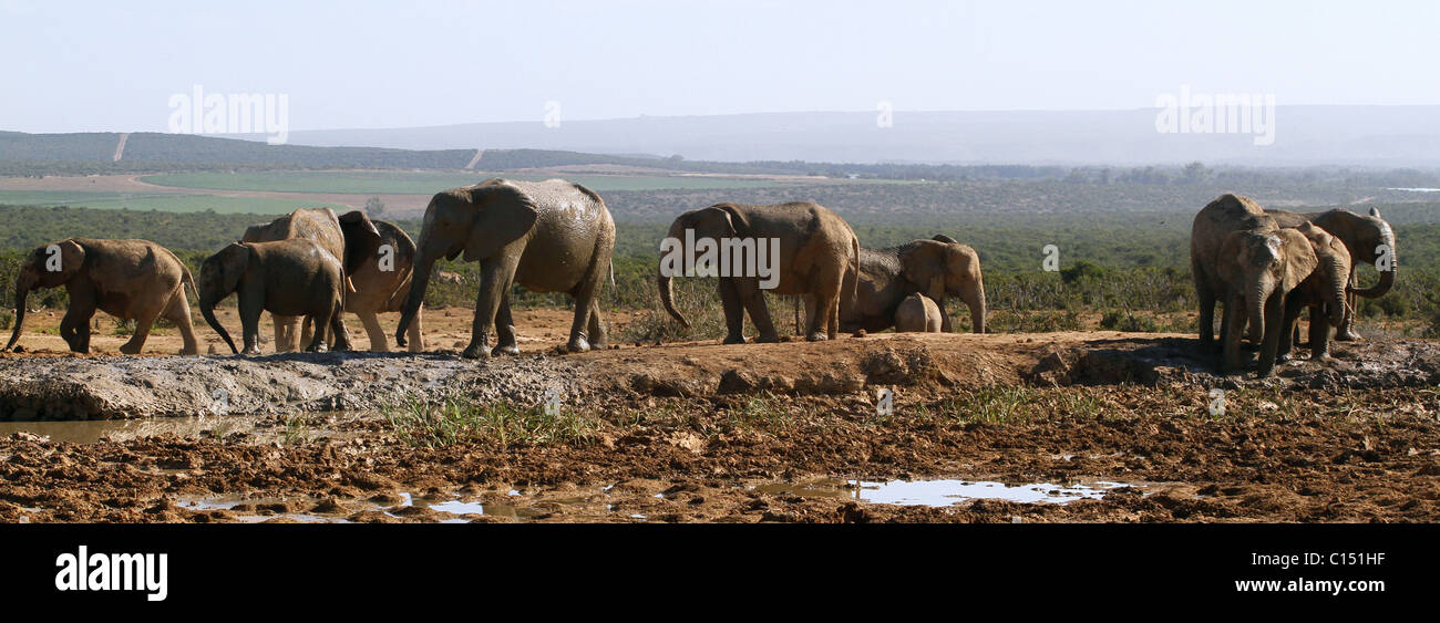 Braun afrikanische Elefanten ADDO ELEPHANT NATIONAL PARK-Südafrika 29. Januar 2011 Stockfoto