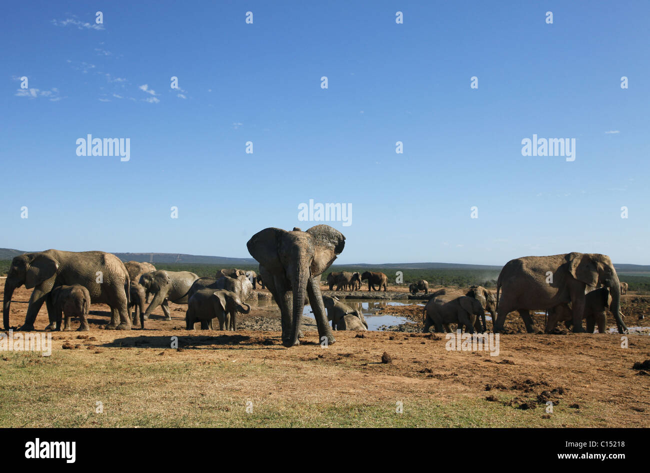 Afrikanische Elefanten am Wasserloch ADDO ELEPHANT NATIONAL PARK-Südafrika 29. Januar 2011 Stockfoto