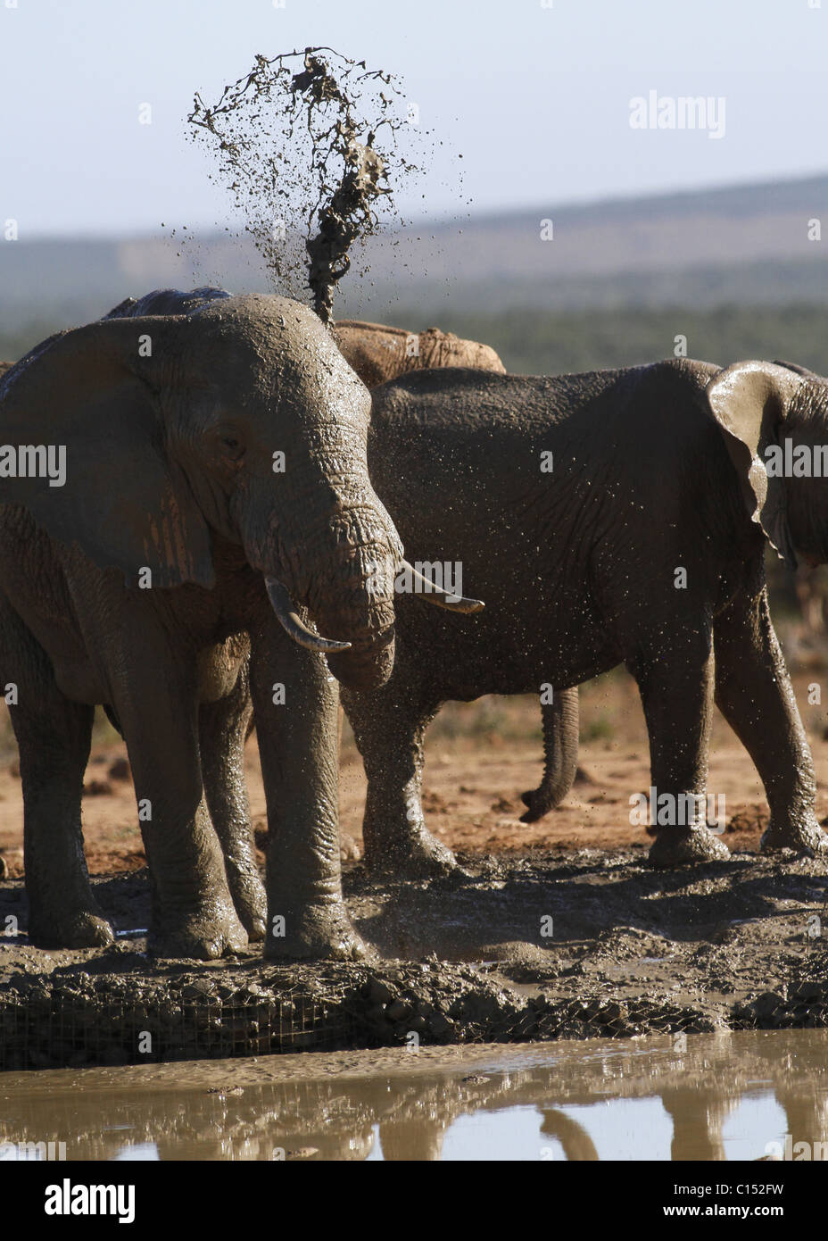 Afrikanische Elefanten SPRAYS Schlamm ADDO ELEPHANT NATIONAL PARK-Südafrika 29. Januar 2011 Stockfoto