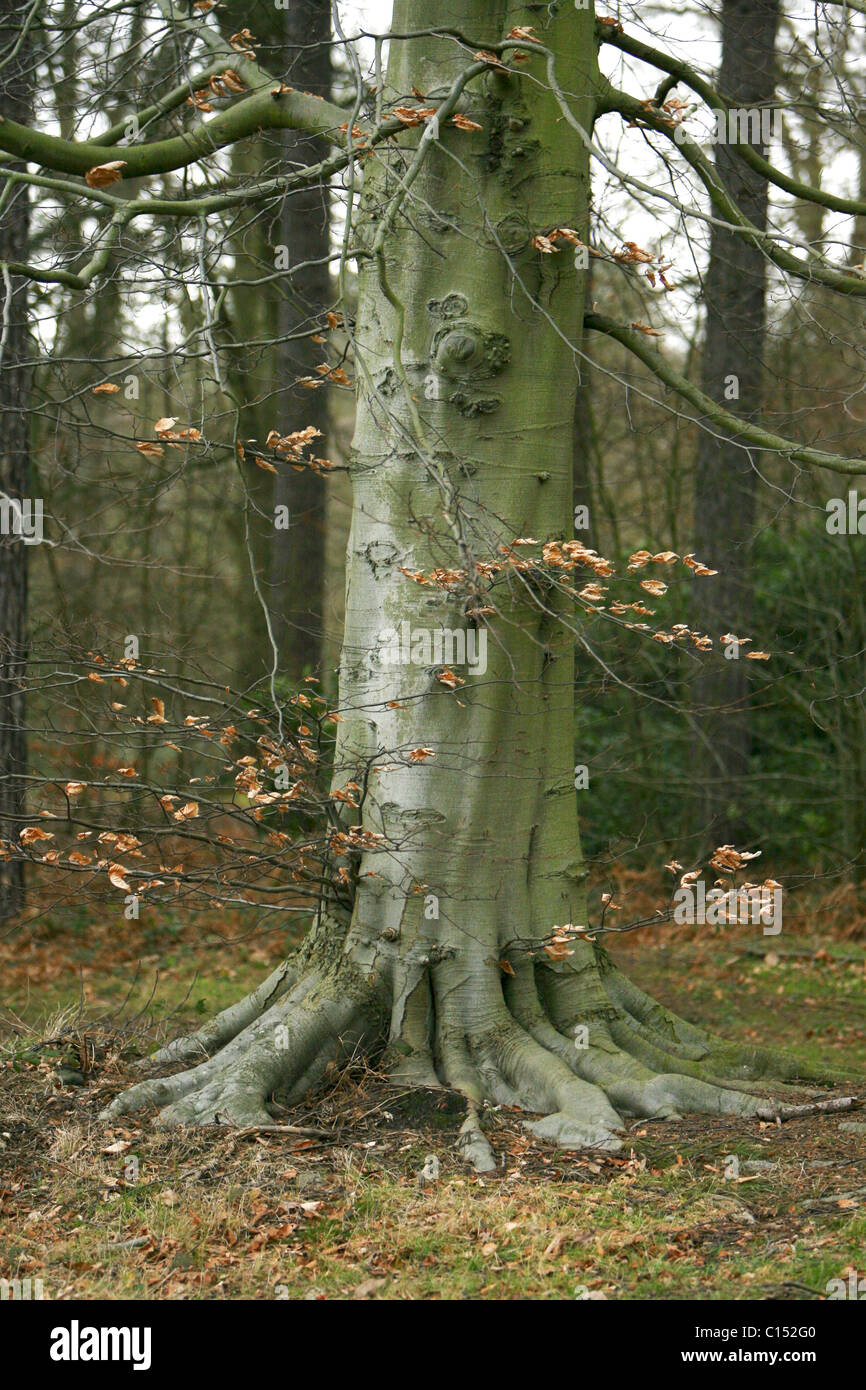 Der Stamm der Buche in einem Wald in Virginia Water, England Stockfoto